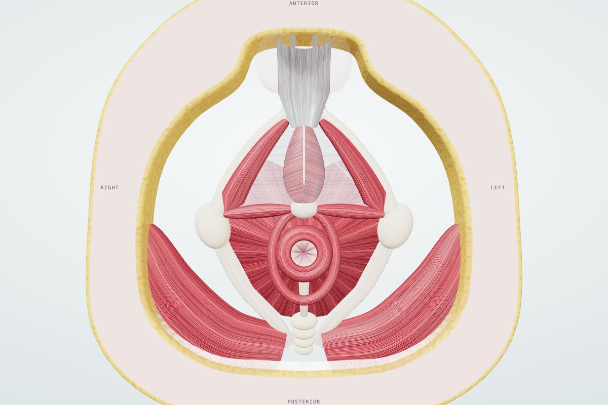 Male pelvic floor muscles viewed from below in a 3D anatomy model: bulbospongiosus, ischiocavernosus, perineal body, external anal sphincter, levator ani and gluteus maximus